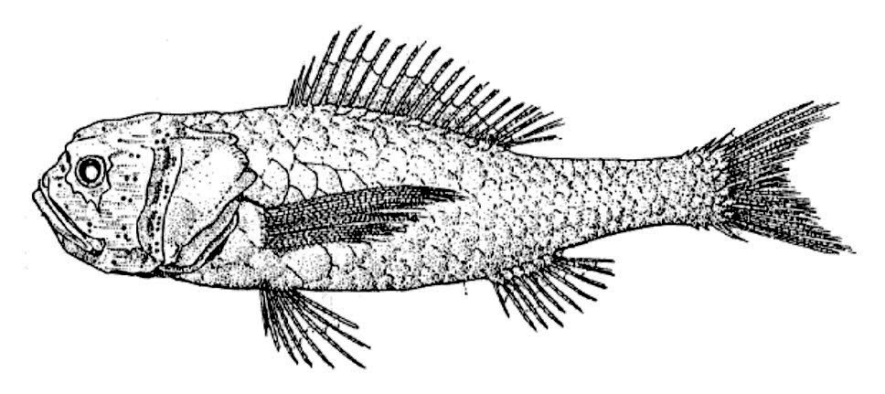Melamphaes longivelis_001.jpg